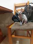 Gatinha   Sphynx