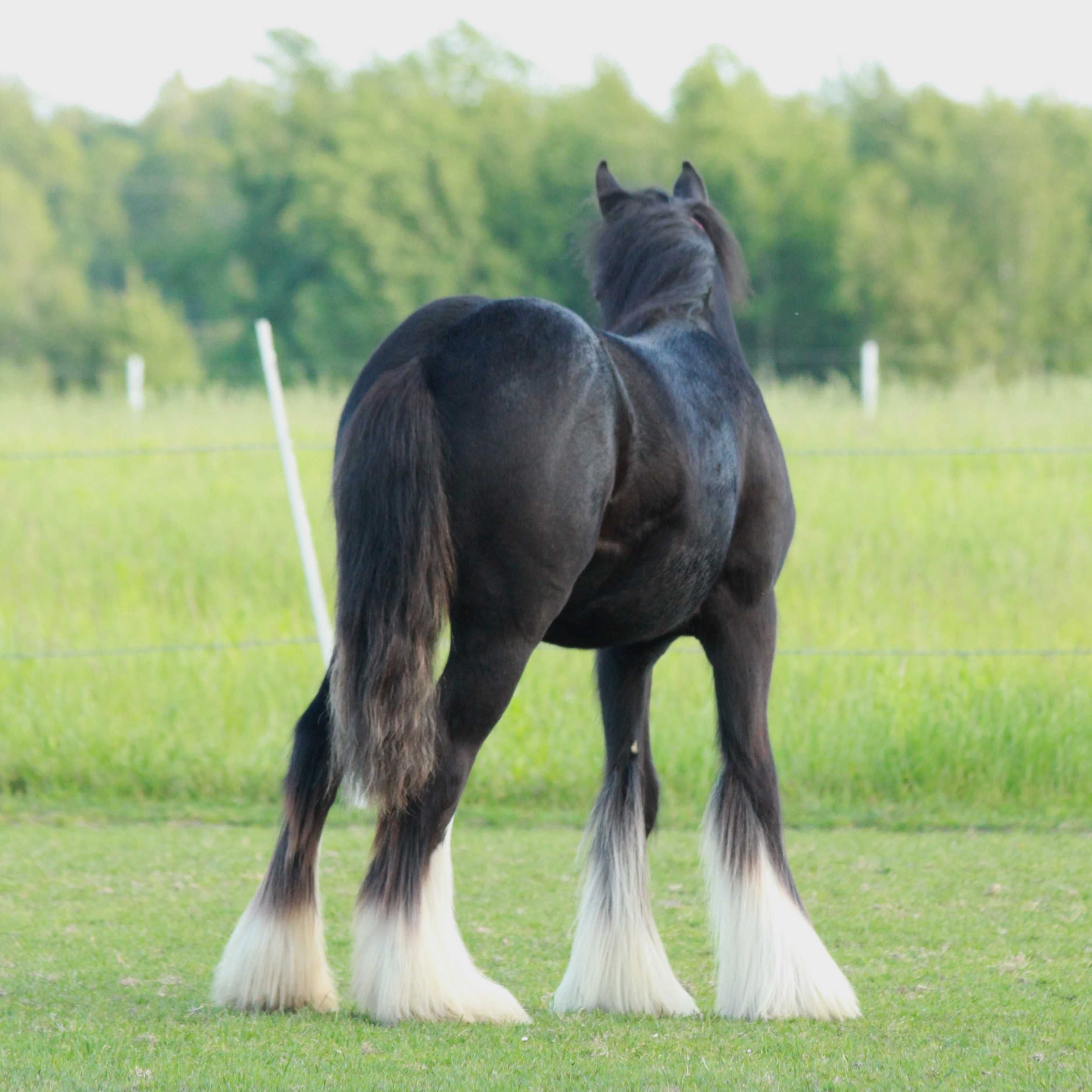 Klacz irish cob 14 m-cy, tinker, gypsy