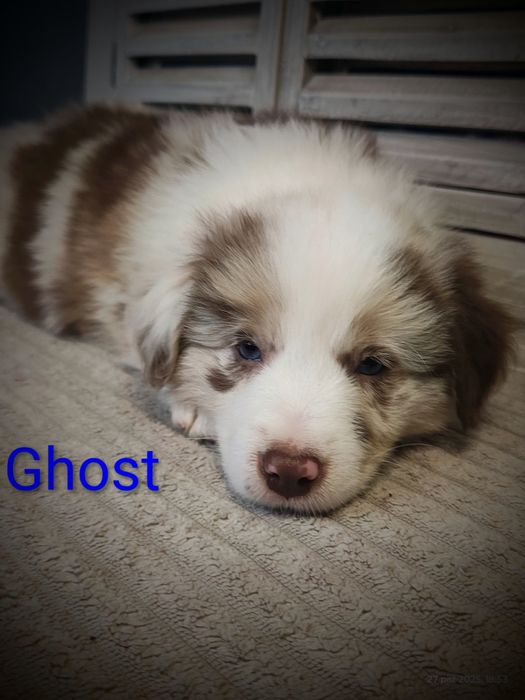 Border collie piesek red merle przebadani rodzice