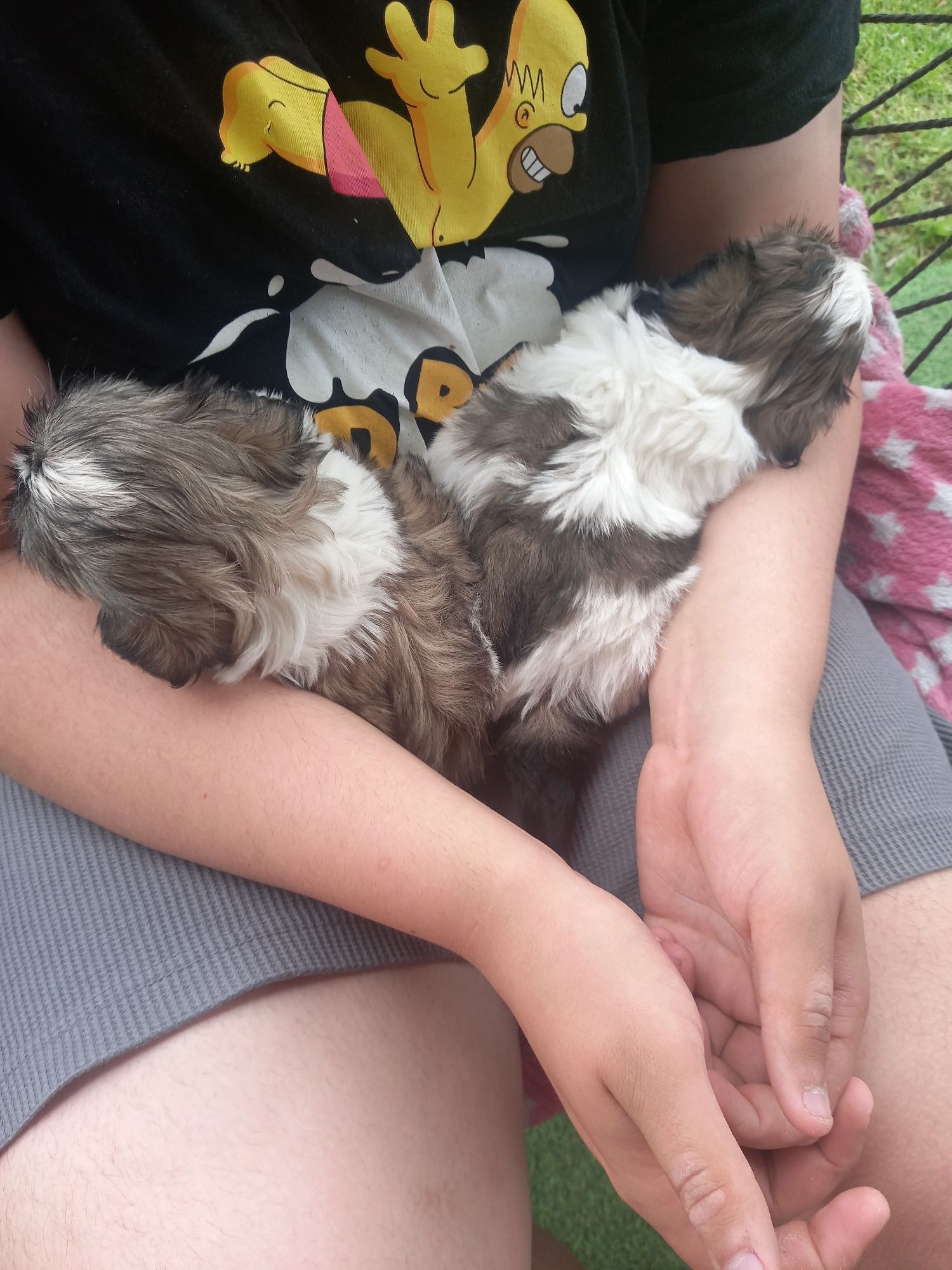 Shih Tzu szczeniaczek gotowy do odbioru