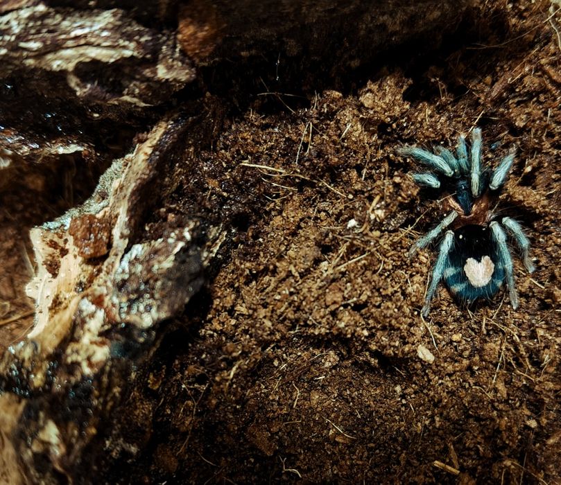 Oferta - ptaszniki oraz pająki właściwie