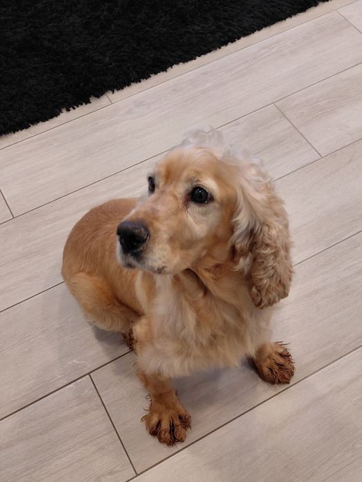 Mel- Cadela cruzada de cocker para adoção responsável