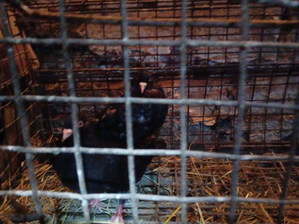Gołębie para i kilka młodych