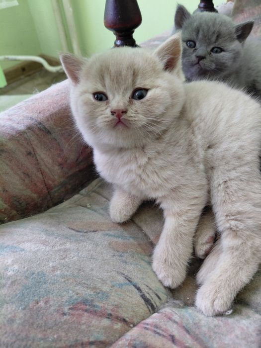 Kocurek brytyjski kremowyFPL