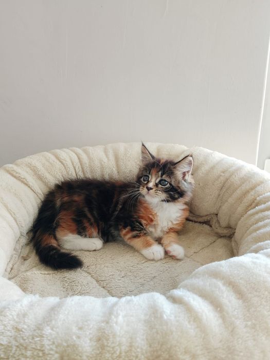 REZERWACJA Kotka Maine Coon Rodowód FPL