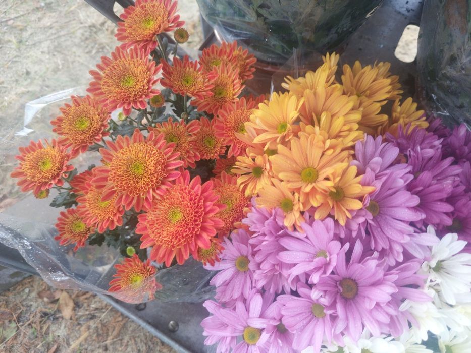 Chryzantemy różne kolory i  wielkości doniczka