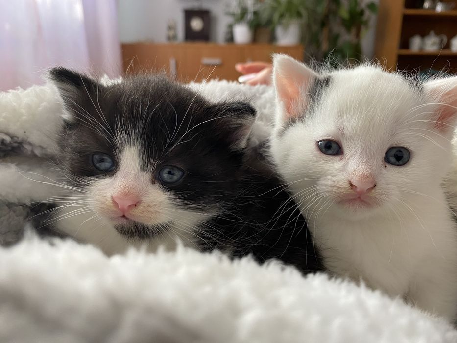 oddam kotki w dobre ręce