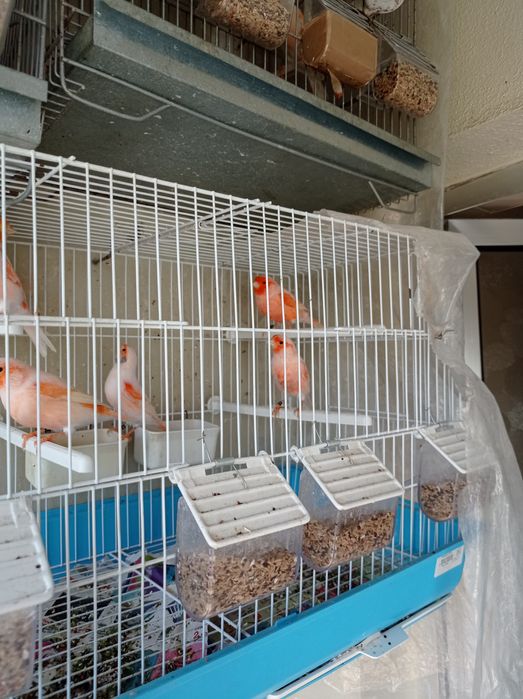 Vendo canários mosaicos