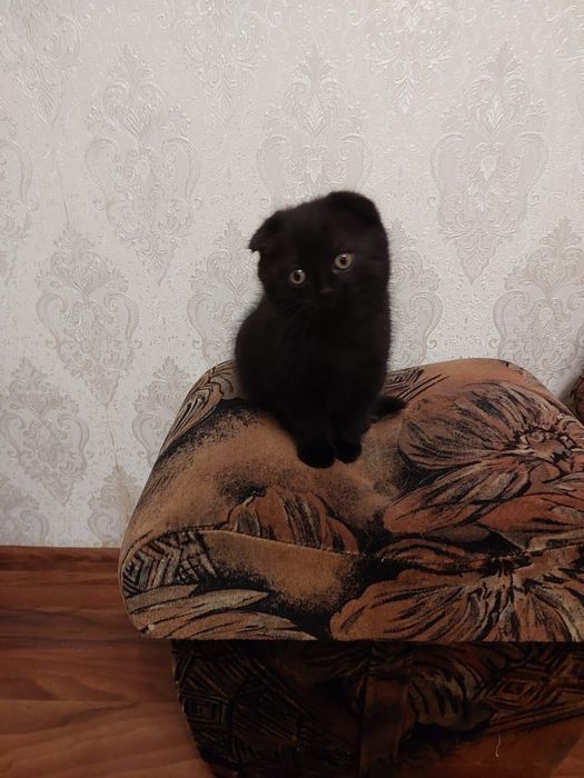 Кошеня британка (дівчинка) 2 міс.