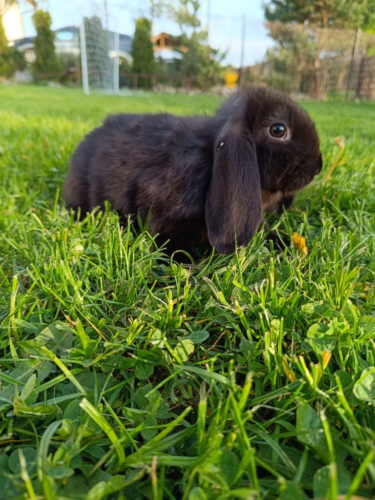 Śliczne króliki mini lopki królik