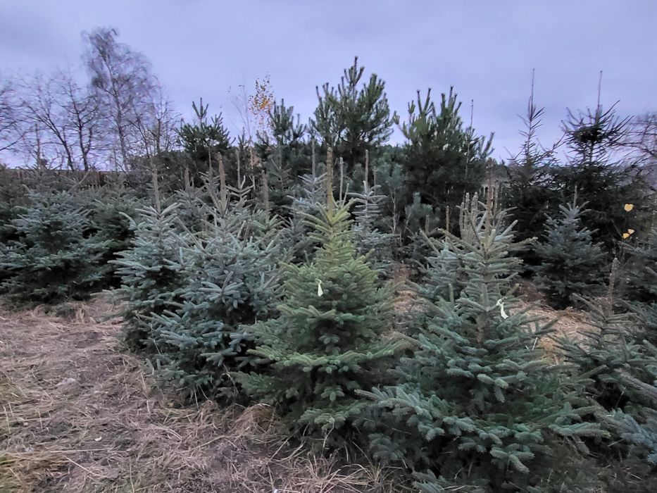 Jodła Kaukaska świerk zwykły  i srebrny maly