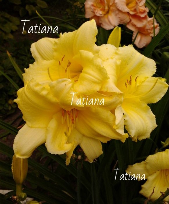 желтый лилейник