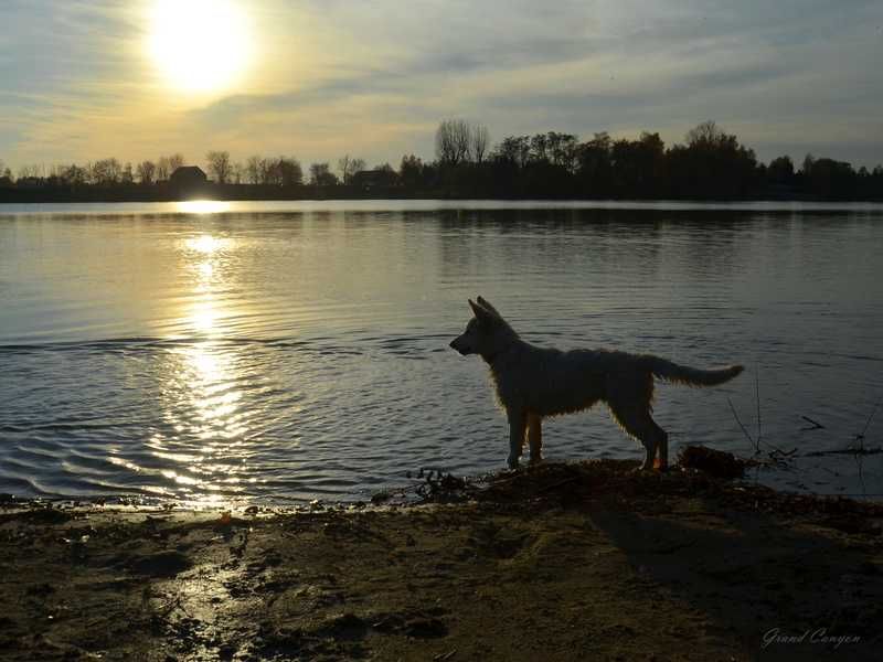 Biały Owczarek Szwajcarski z wyjątkowego skojarzenia