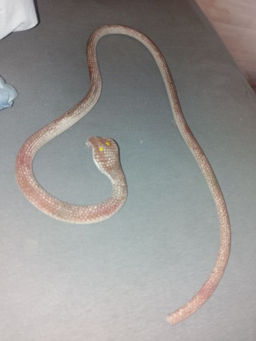 Gumowa zabawkowa Kobra Królewska