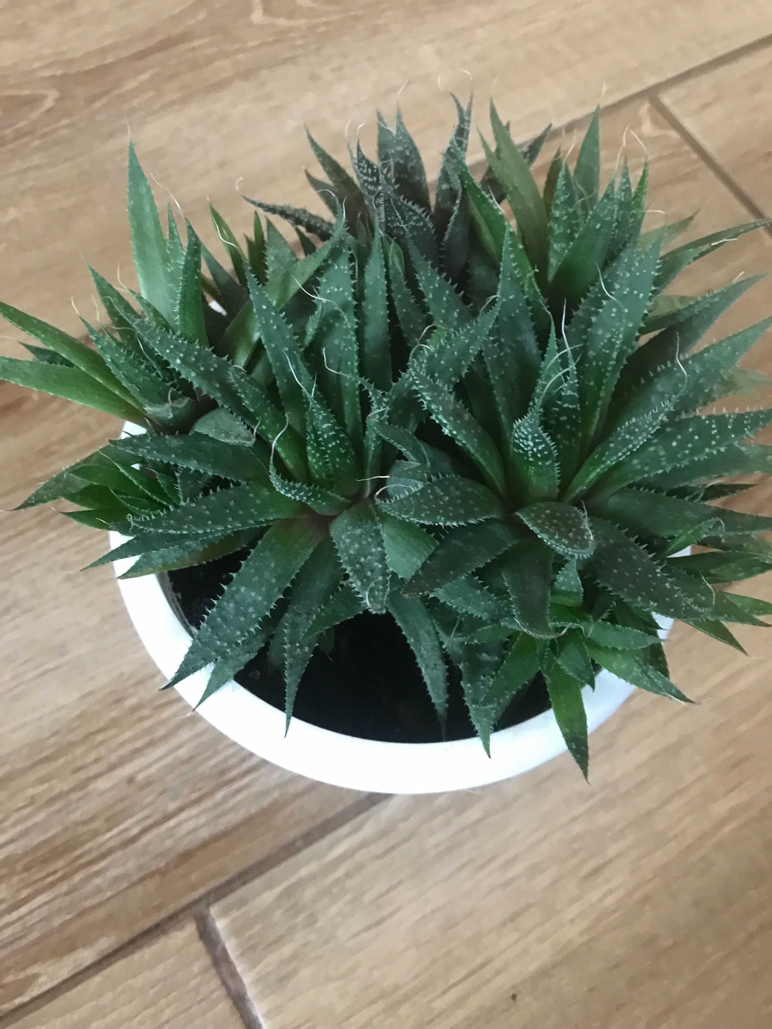 Алое остисте (Aloe aristata)