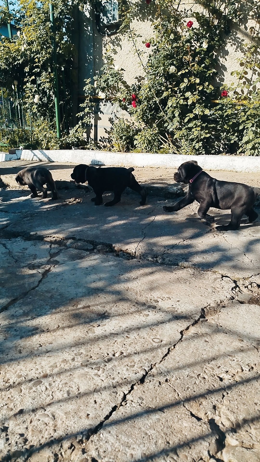 Канекорсо 5 дівчат