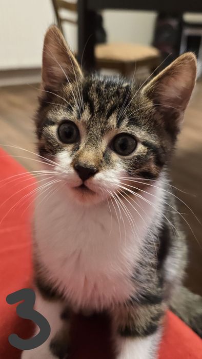 Kotek 2 m-ce łódź kotki