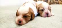 Suczka Cavalier King Charles spaniel