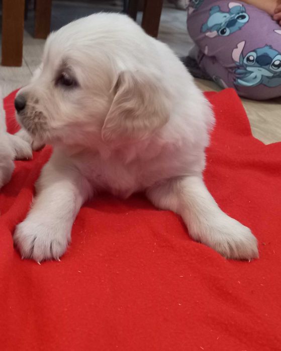 Sunia golden retriever