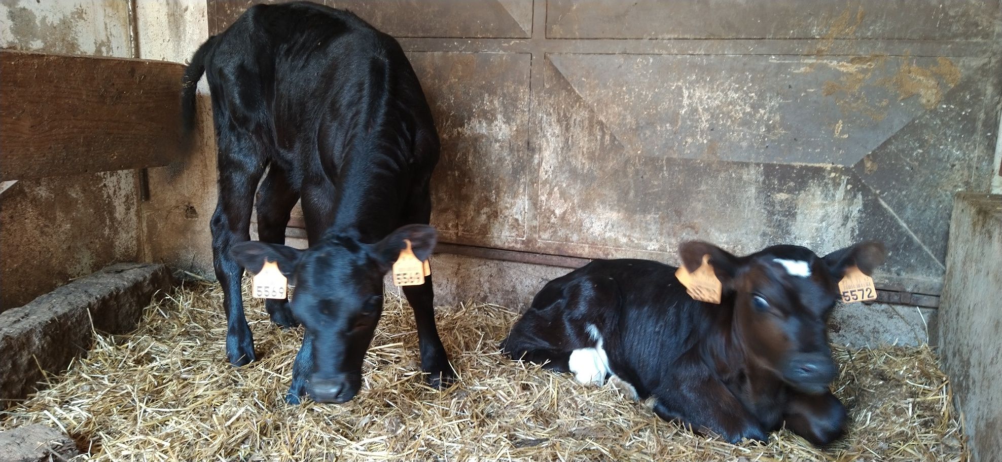 Vitelos Frísios Holstein, Angus e Limousine Oportunidade