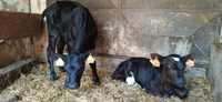 Vitelos Frísios Holstein, Angus e Limousine Oportunidade