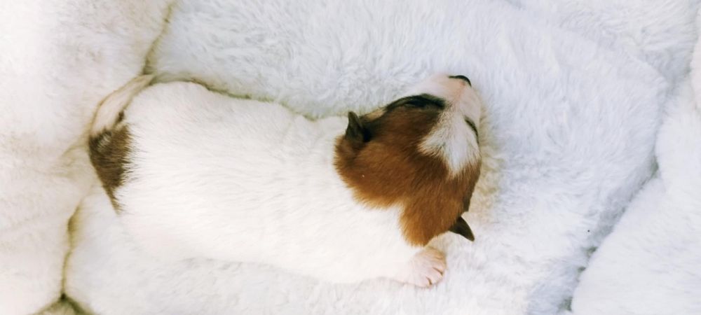 Jack Russell terrier - szczeniaki