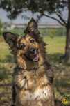Ronia - sunia w typie owczarka niemieckiego do adopcji