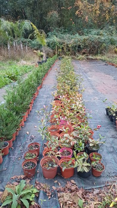 Photinia red roby