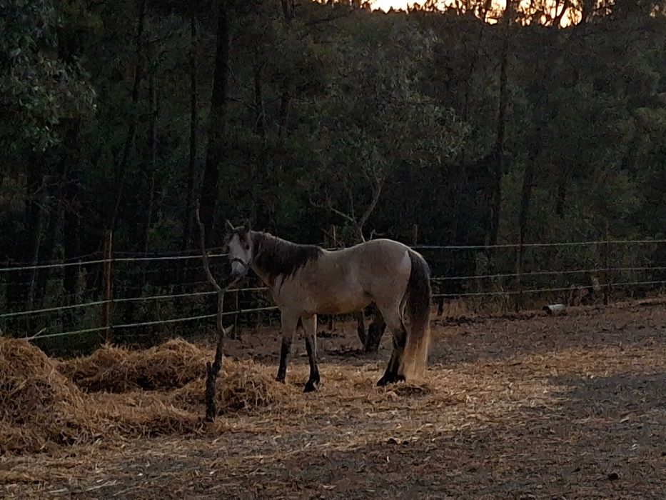 Cruzada lusitano/sorraia para venda ou troco