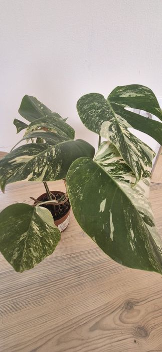 Monstera variegata