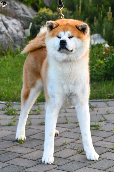 Akita Inu (japońska), ZKwP / FCI & AKIHO - czerwony piesek LC