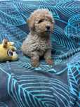 maltipoo szczeniak