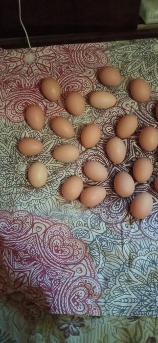 Джерсійський гігант інкубаційні яйця