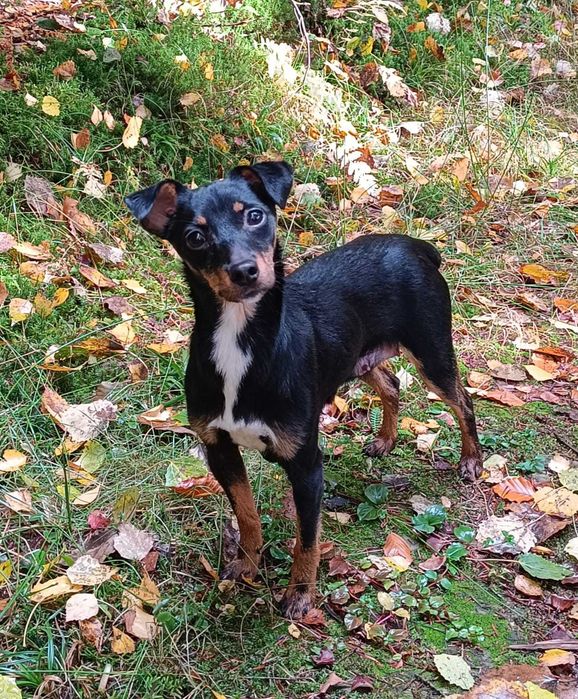 Elizka  4 kg,  urocza, filigranowa pinczereczka do adopcji