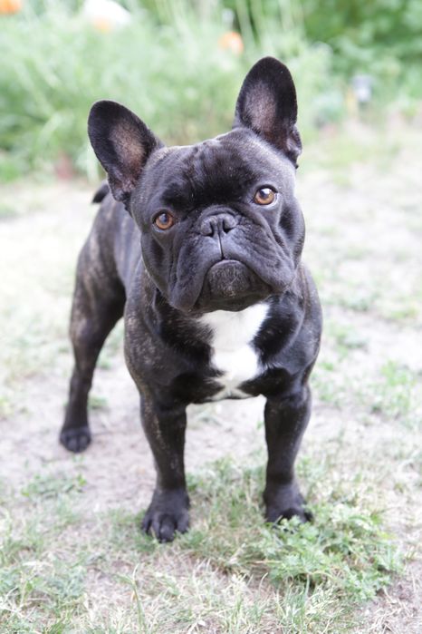 Вязка французский бульдог