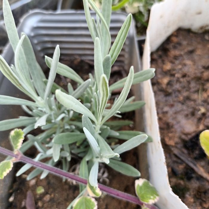 Aromáticas diversas