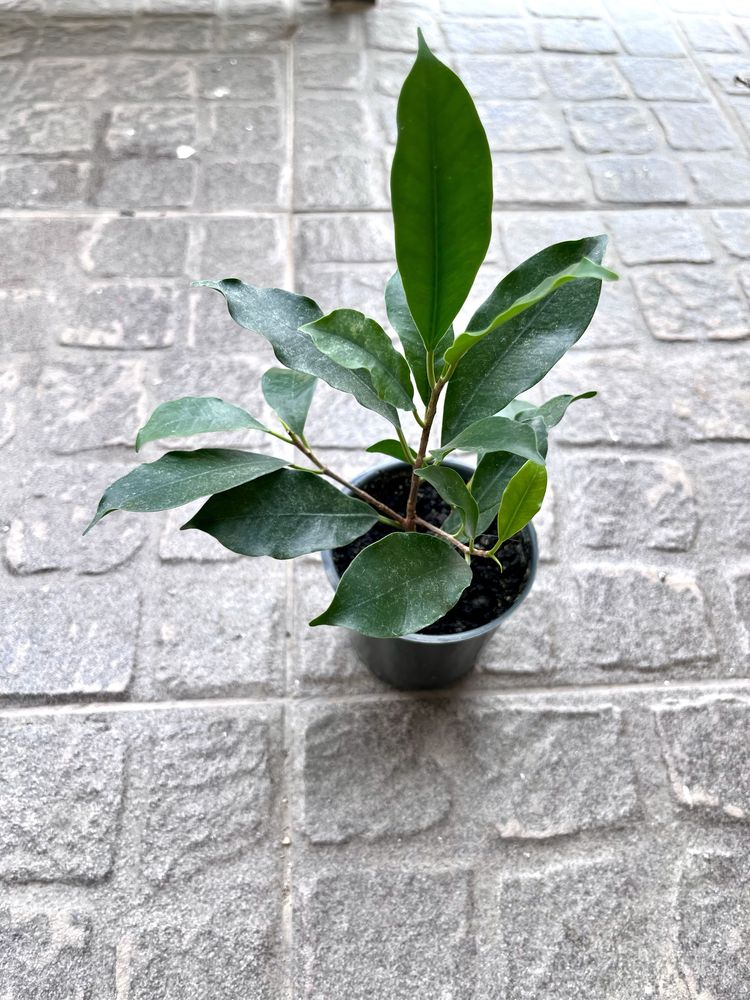 Продам фикус Микрокарпа, Ficus microcarpa, молодое растение