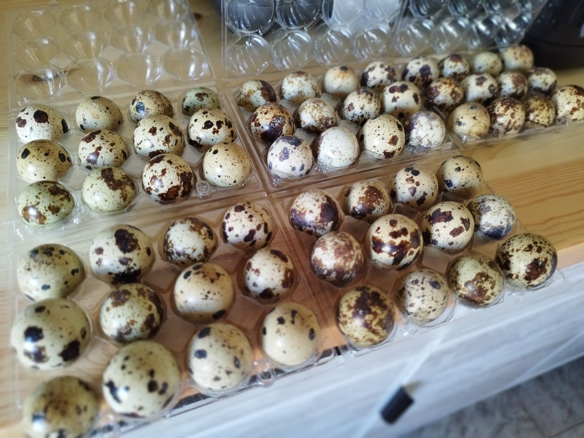 Ovos de codorniz.