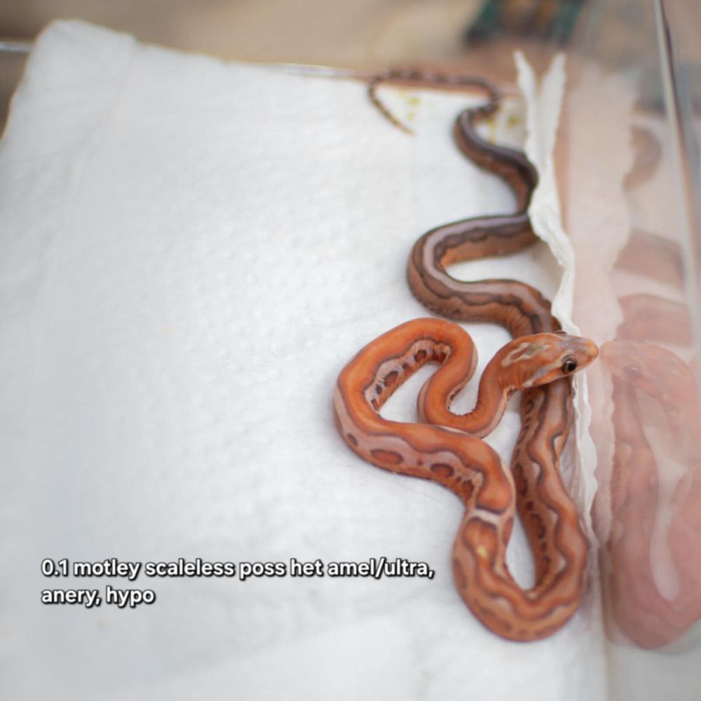 wąż zbożowy scaleless łysy