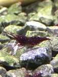 Krewetki kardynałki z Sulawesi (caridina dennerli)