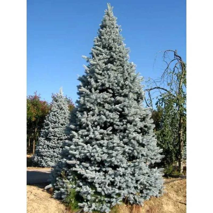 Новорічна Ялина формована блакитна, 300-310см. Ялинки в горщиках