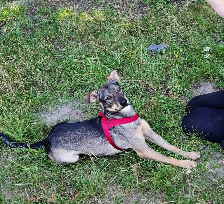 Calineczka  jako pięciomiesięczny szczeniaczek skazana za niewinność