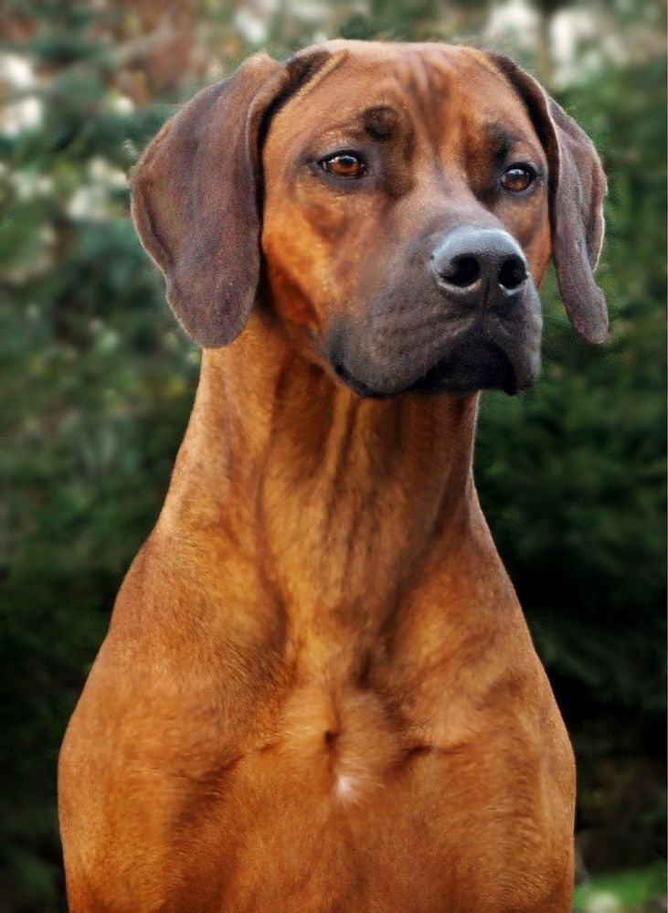 Rhodesian Ridgeback Chłopak