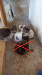 Gatinhos para doar