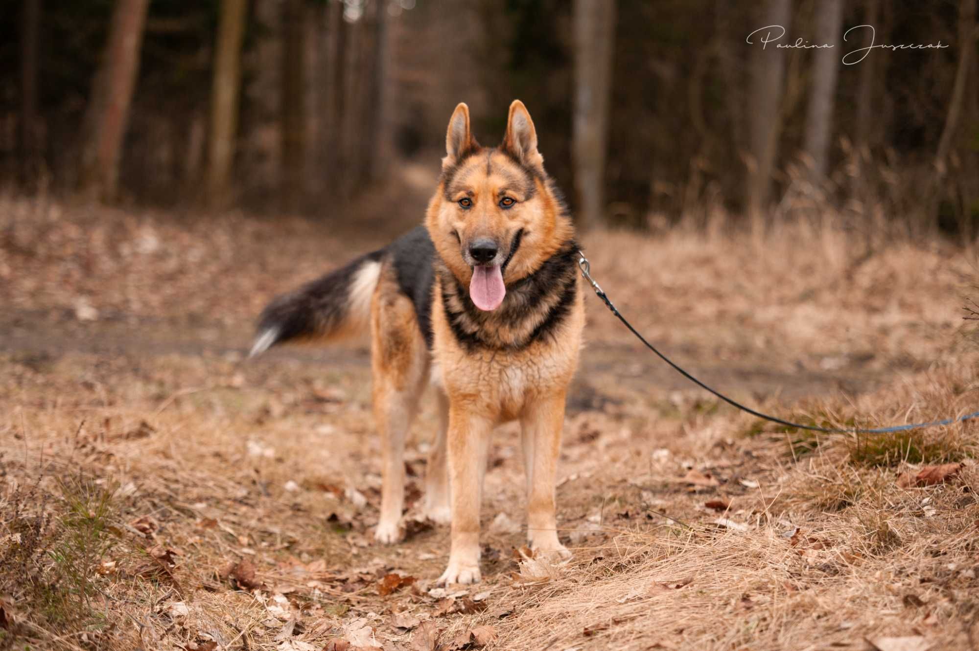 Piękny, młody owczarek Levi do adopcji!