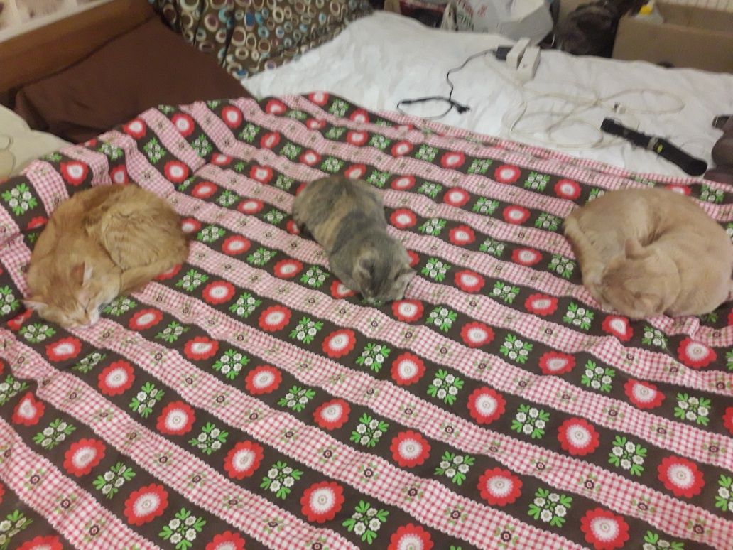 Котики безкоштовно