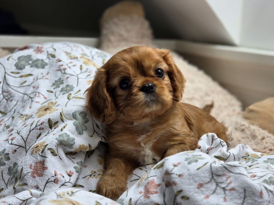 Cavalier King Charles Spaniel