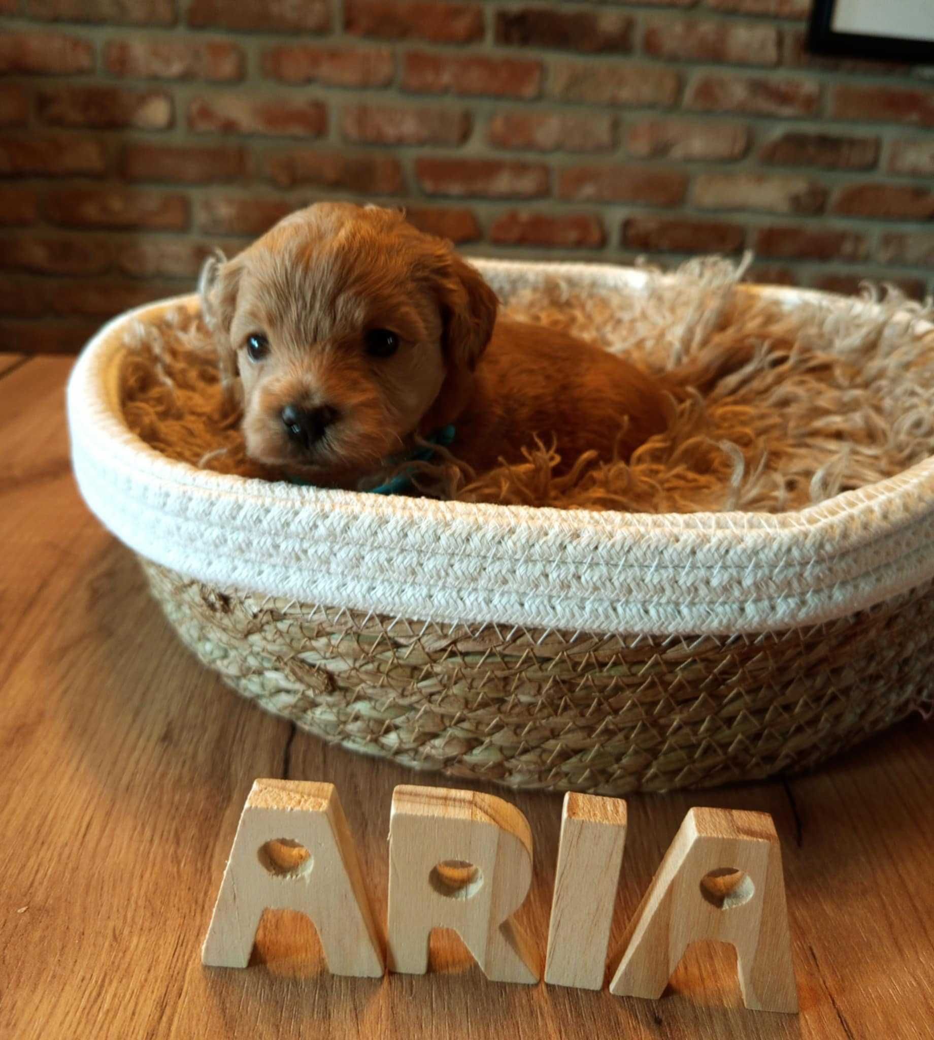 Maltipoo F1 Aria zarezerwowana