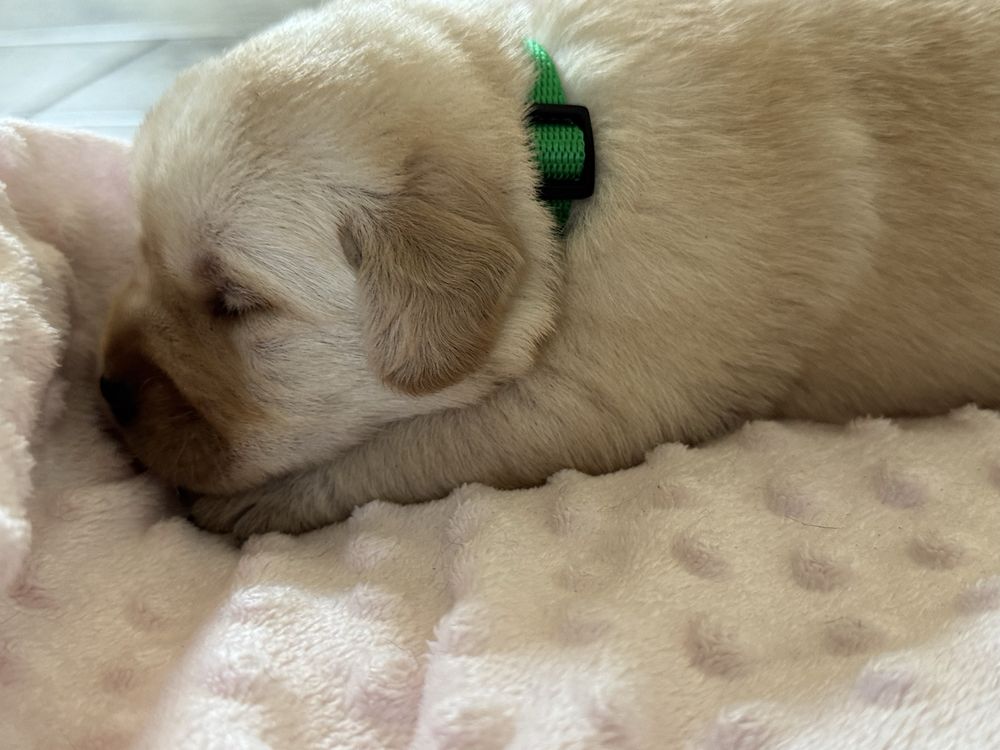 Labrador Retriver miot A -Amor