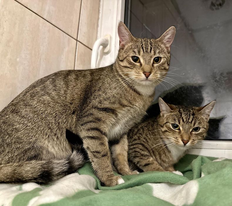 NUTECZKA i LISTECZEK – dwa serca w jednym rytmie mruczenia